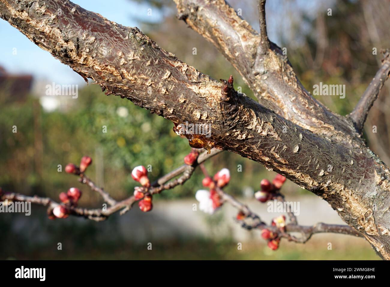 Bark of an apricot tree with gum flow due to monilia Stock Photo