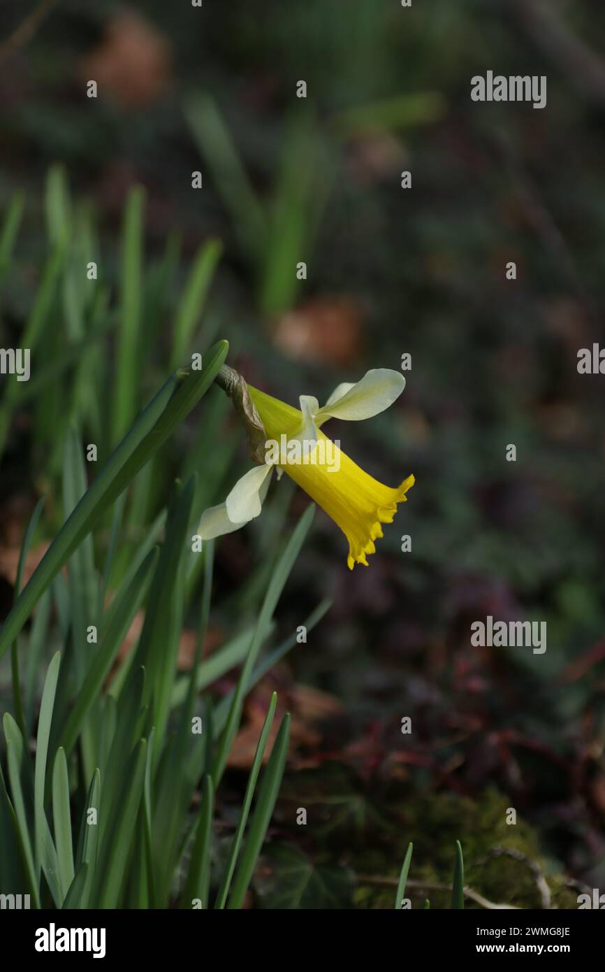 Jonquille (Narcissus pseudonarcissus) Narcissus pseudonarcissus in flower Stock Photo