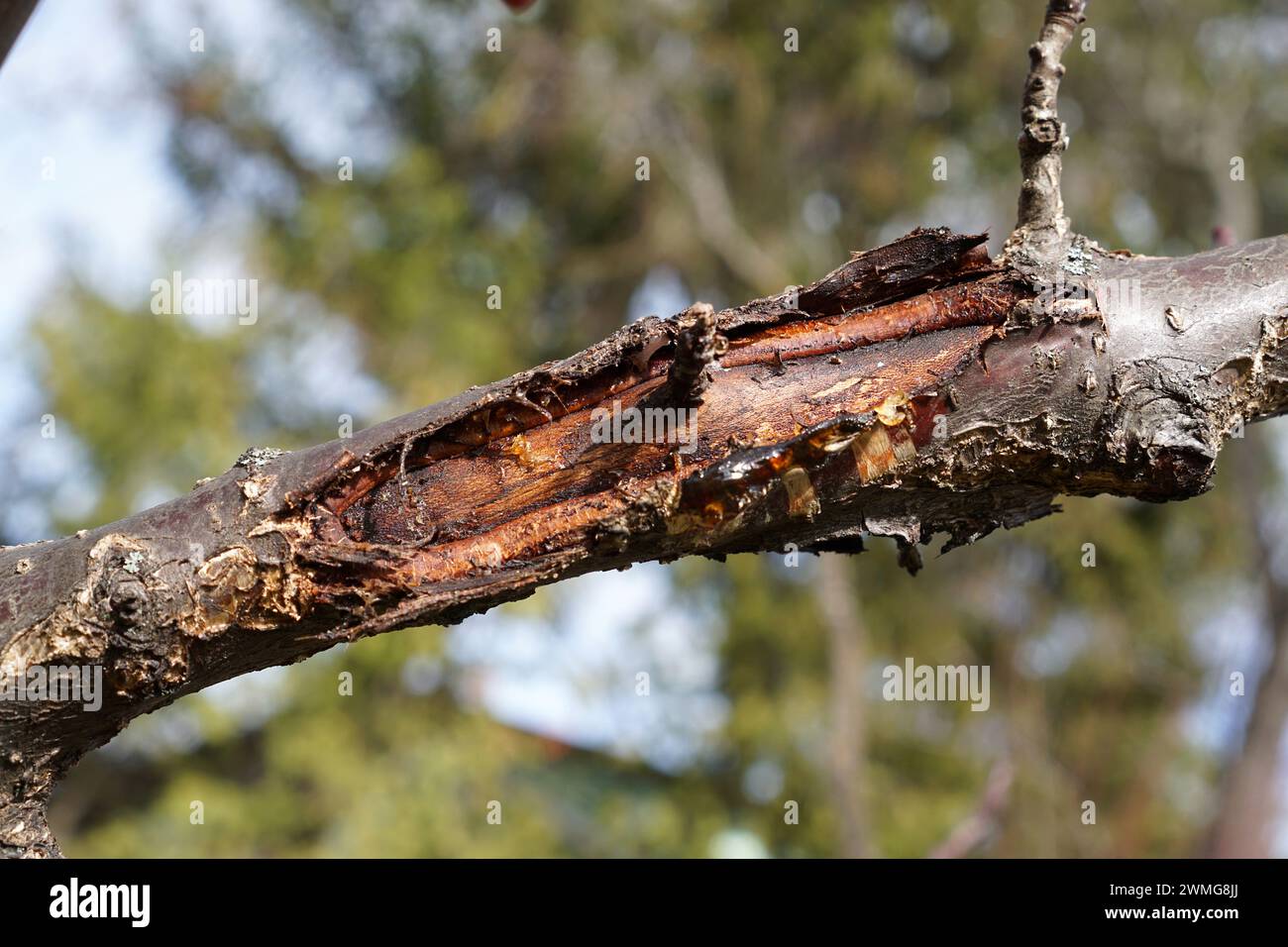 Signs of monilinia disease with gum flow on an apricot tree branch Stock Photo