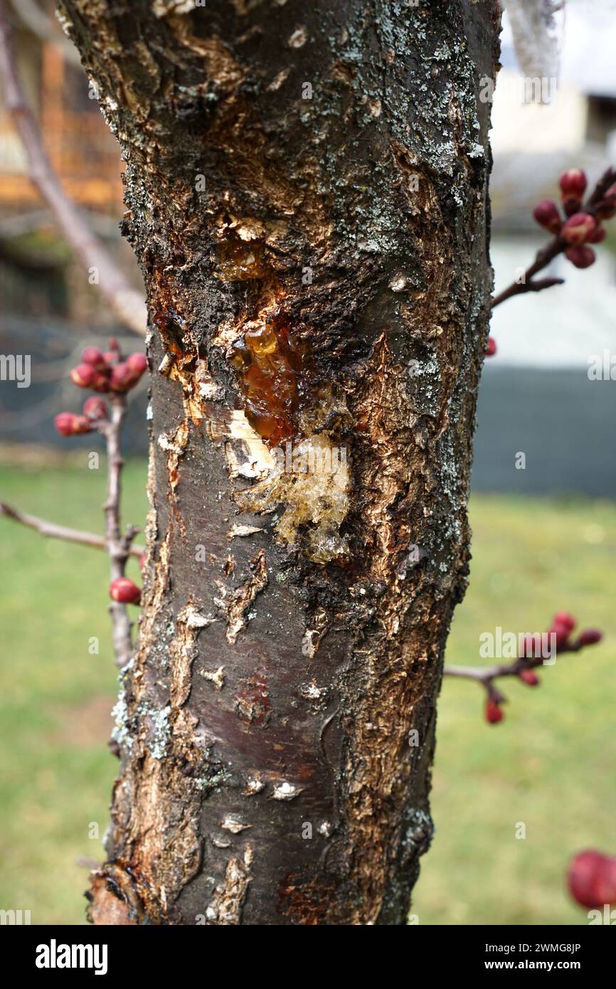 Bark of an apricot tree with gum flow due to monilinia Stock Photo