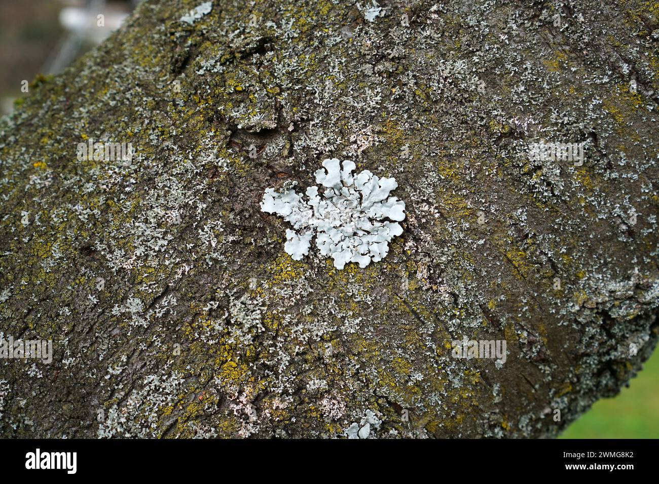 Close-up of a tree lichen called Parmelia sulcata Stock Photo