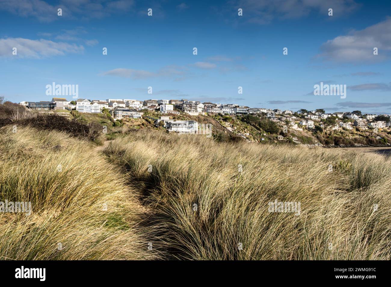 Marram Grass Ammophila growing and stabilising stabilizing the delicate