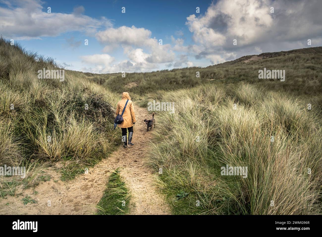 A dog walker walking a dog along a sandy footpath through the massive Sand dune system at Holywell Beach in Newquay in Cornwall in the UK.  The dune s Stock Photo