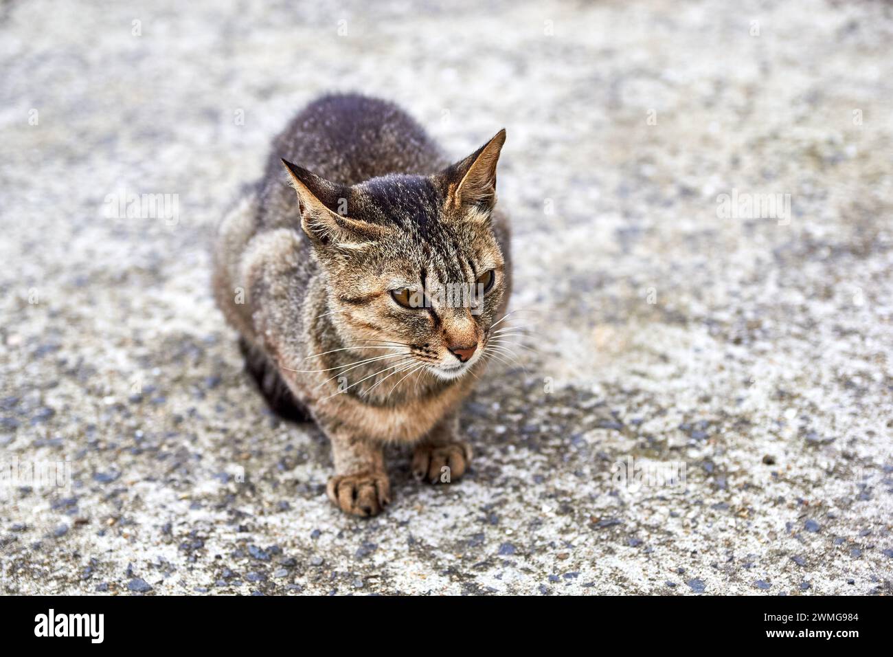 Cat on Manabeshima Island, Seto Inland Sea, Japan Stock Photo