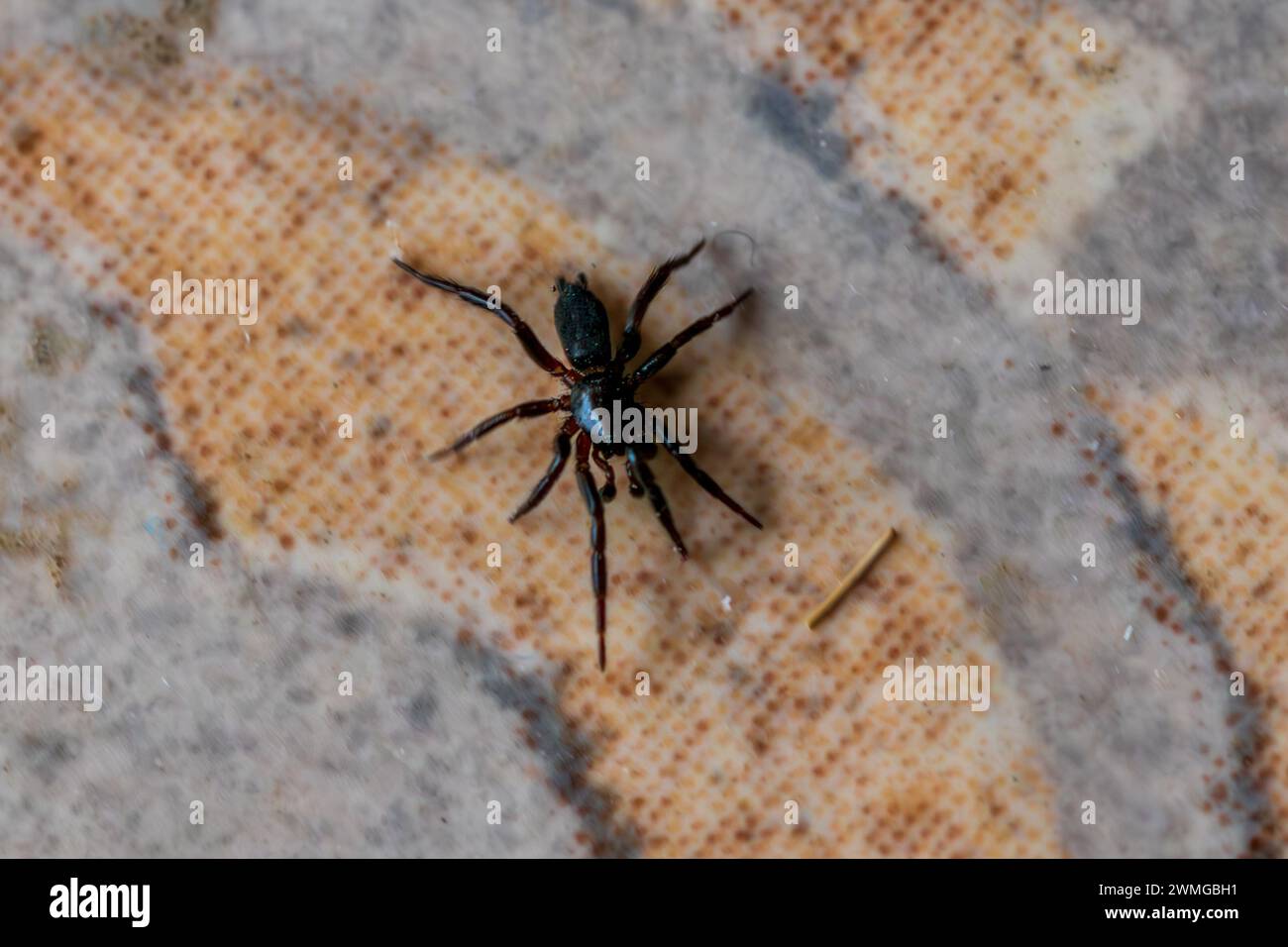 Zelotinae, Ground Spider Stock Photo