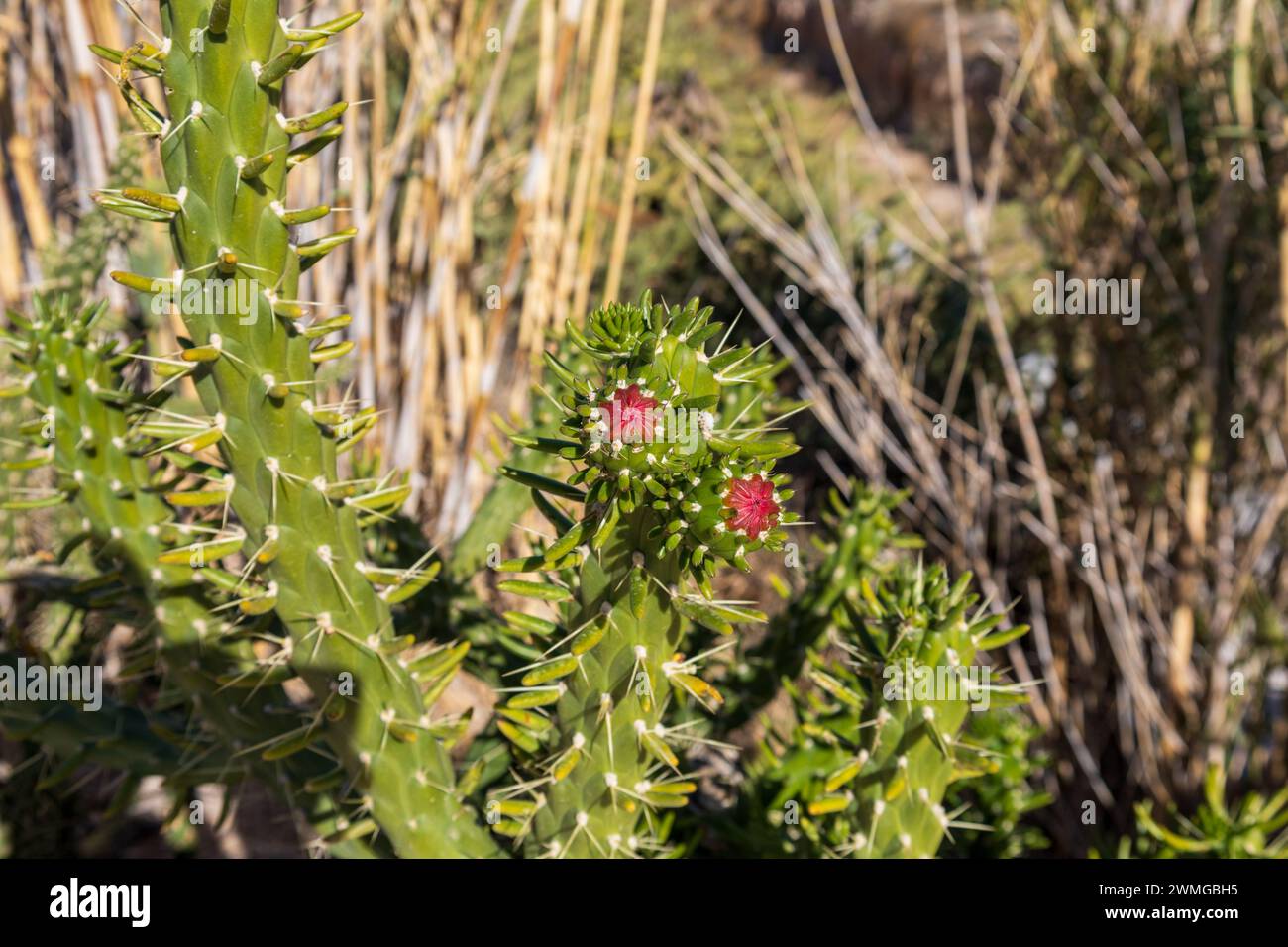 Austrocylindropuntia subulata, Eve's Needle Cactus Stock Photo