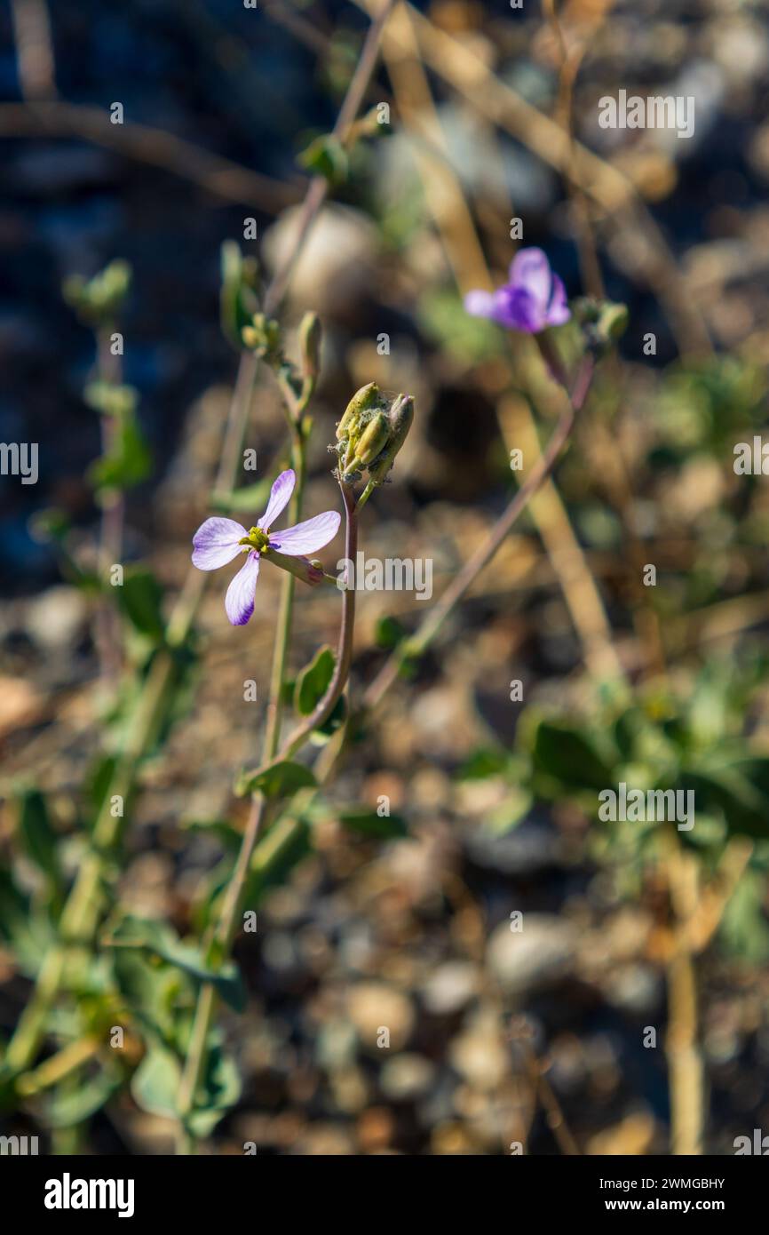 Moricandia arvensis, Purple Mistress Flower Stock Photo
