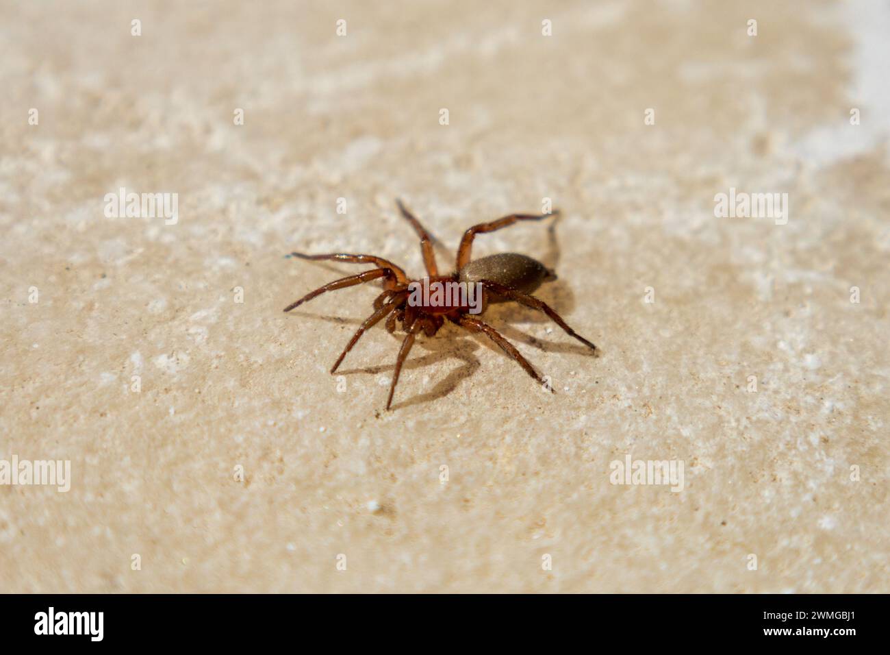Zelotinae, Ground Spider Stock Photo