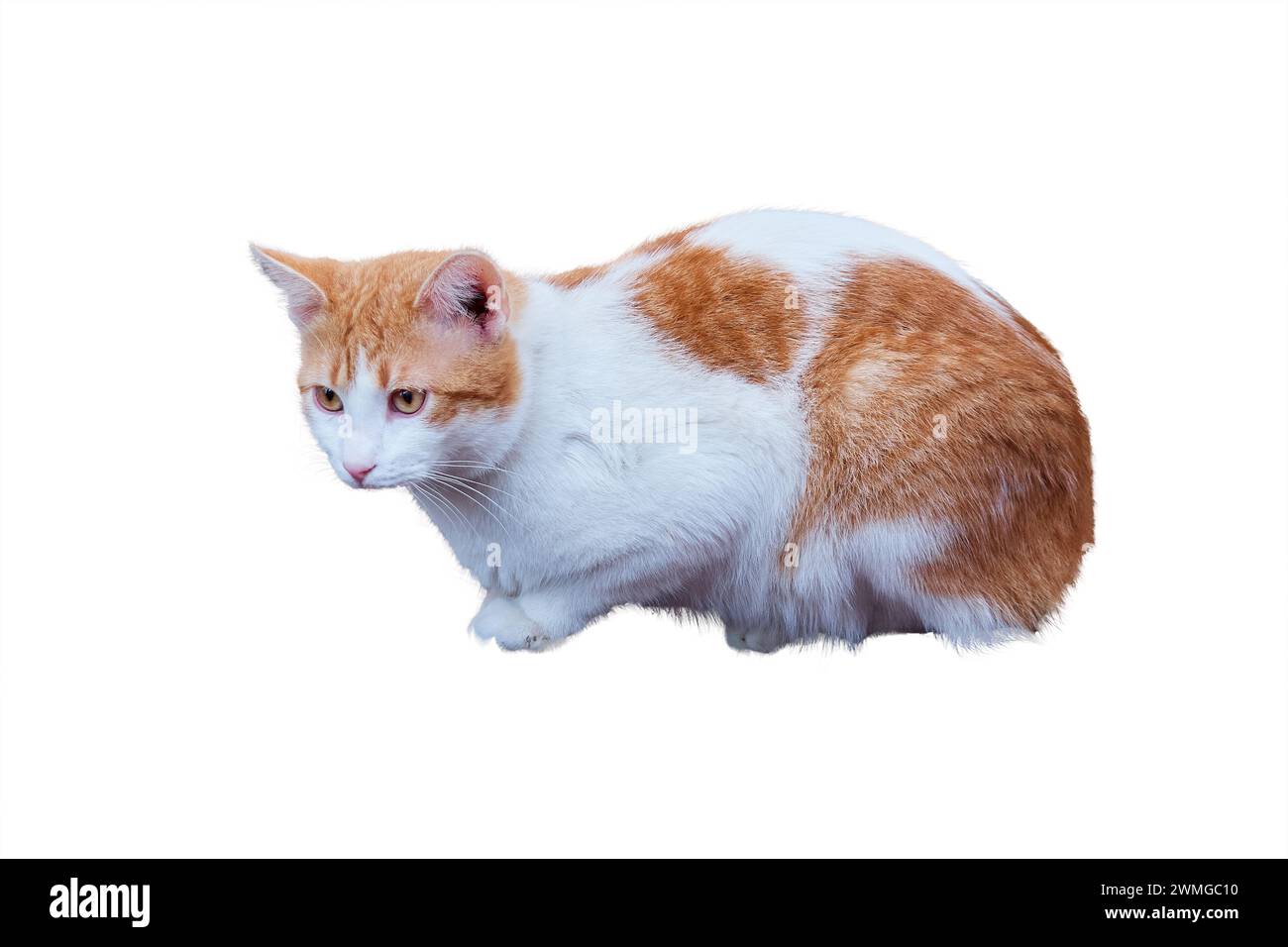 Beautiful cat isolated on white background Stock Photo