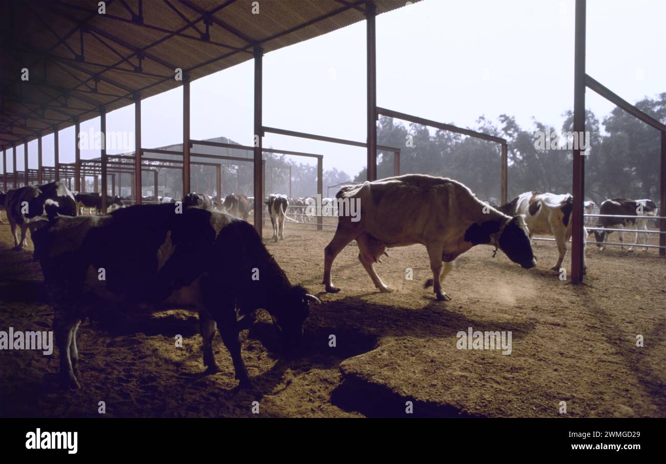First Gulf War: 19th March 1991 Emaciated dairy cattle at the Kuwait United Dairy Company's farm, just outside Kuwait City. Stock Photo