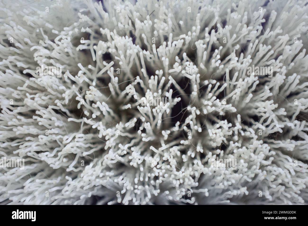 Brush bristles background, macro photography Stock Photo