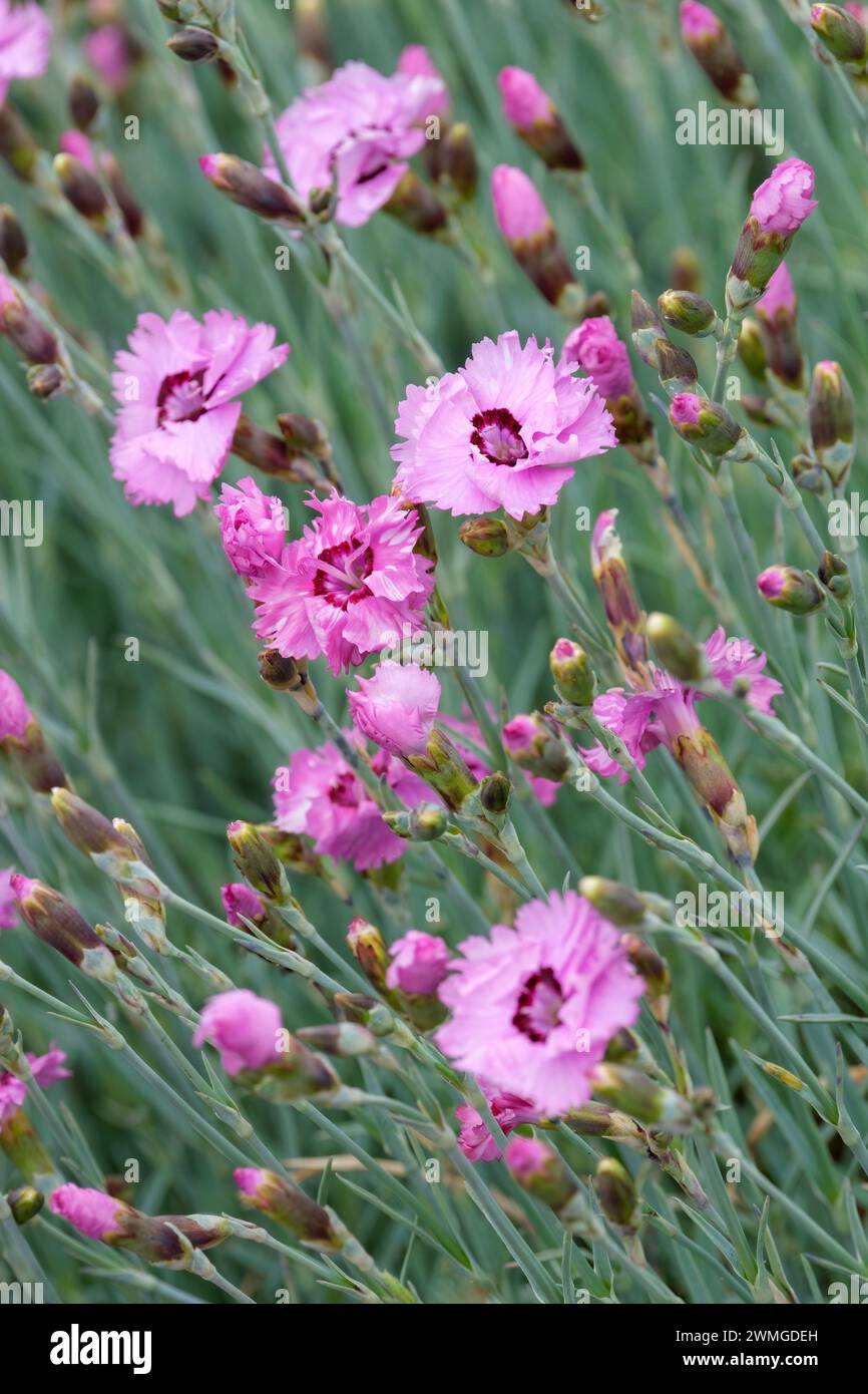 Dianthus Cherry Daiquiri Dianthus Wp15Pie42, blue-green foliage, single blooms, pale pink ground, ruffled petals, maroon collars around the throat Stock Photo