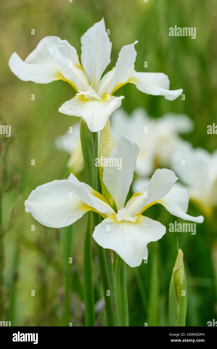 Iris sibirica White Swirl, Siberian iris, pure white flowers, flared petals, yellow base Stock Photo