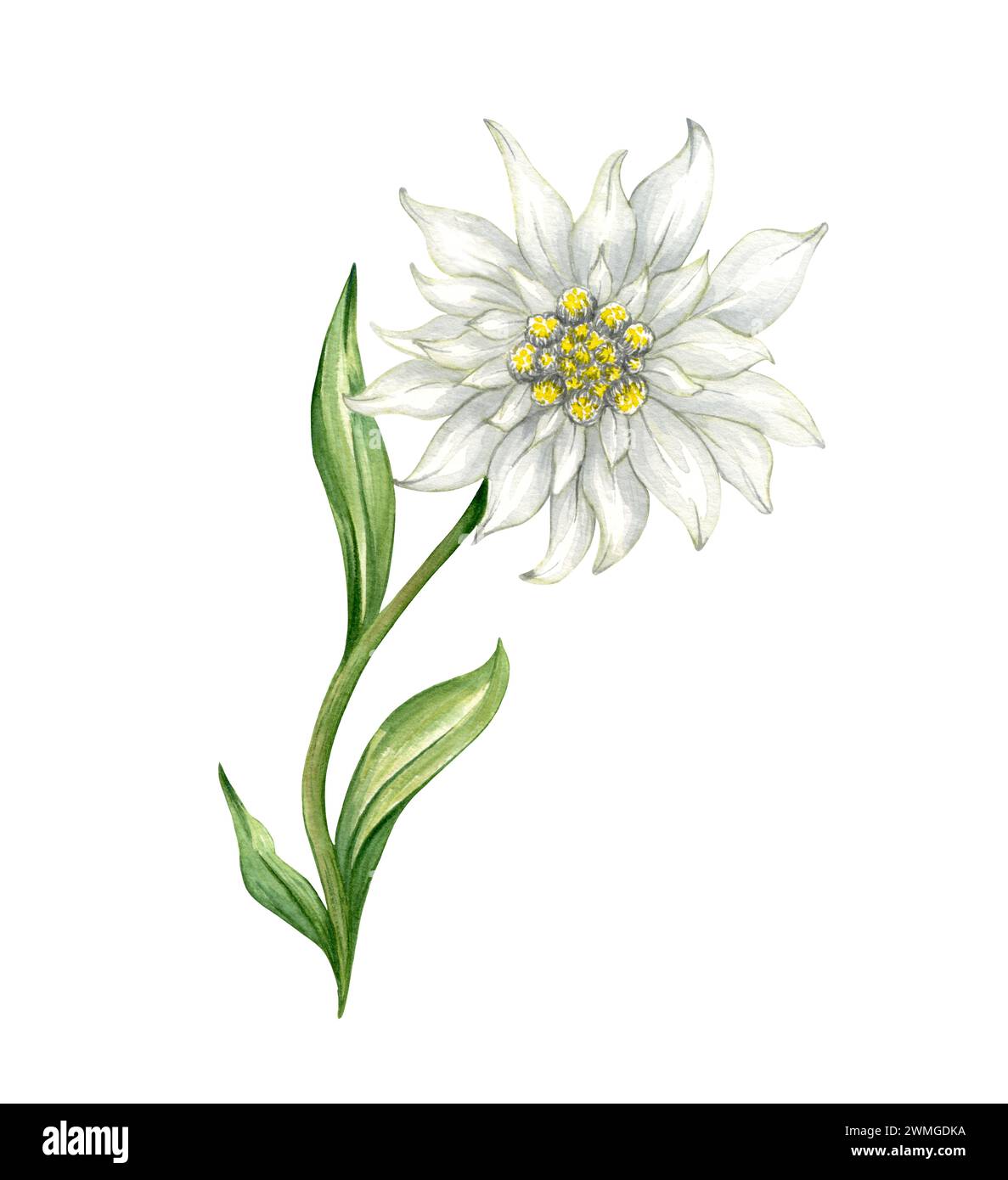 Edelweiss flower Leontopodium alpinum, Watercolor hand drawn illustration isolated on white background Stock Photo