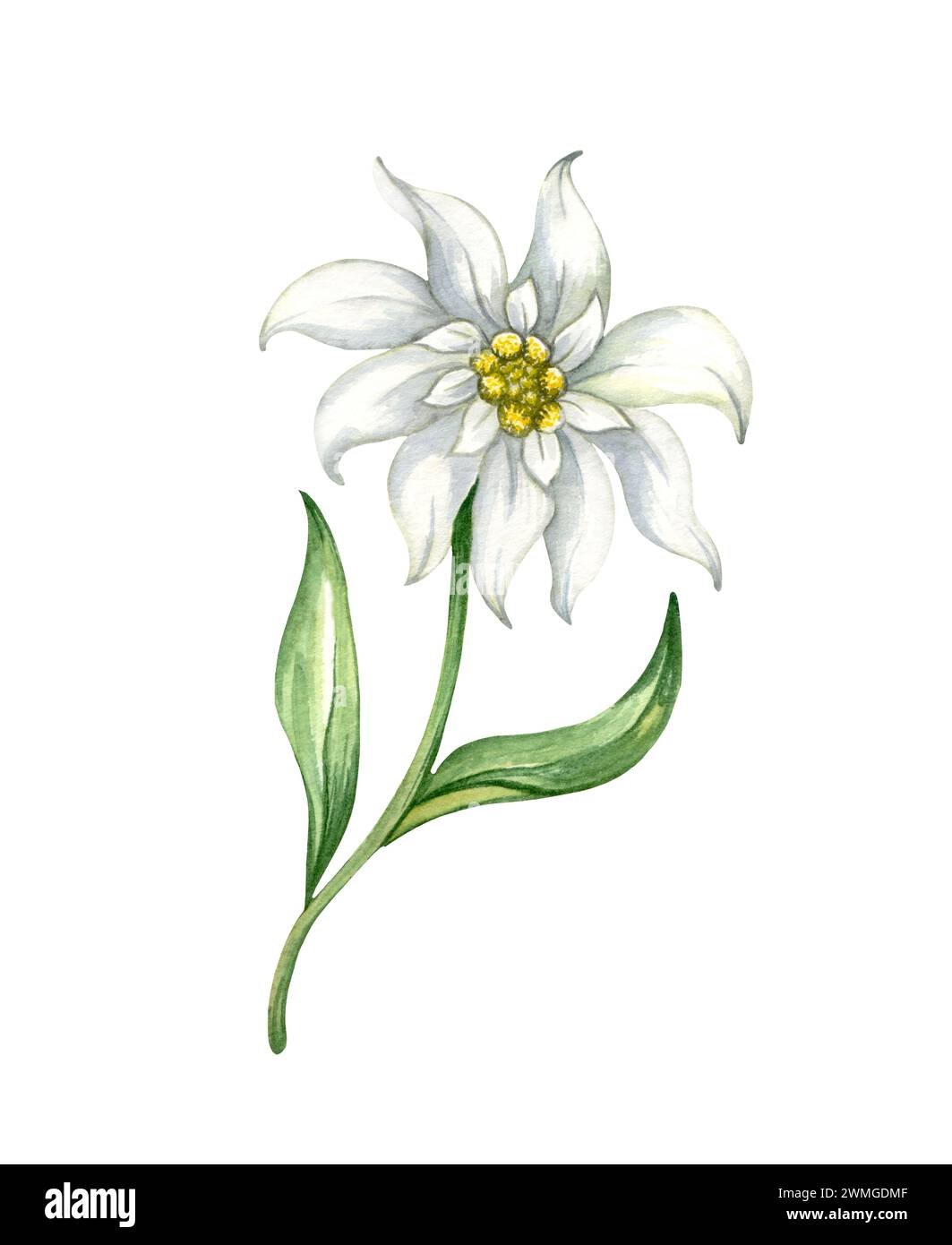 Edelweiss flower Leontopodium alpinum, Watercolor hand drawn illustration isolated on white background Stock Photo