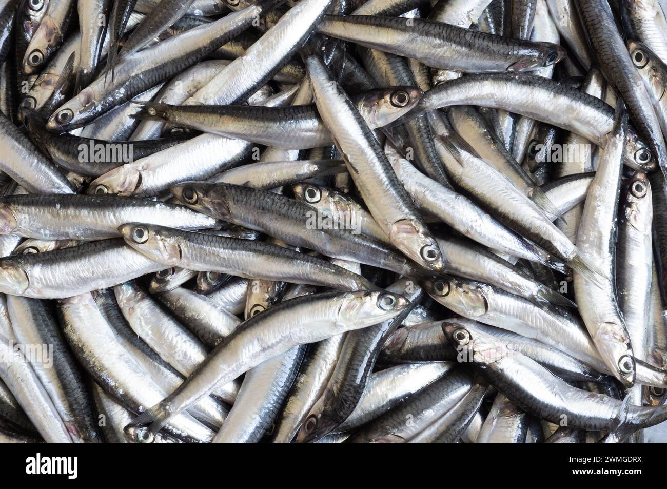 Black sea hamsi hi-res stock photography and images - Alamy