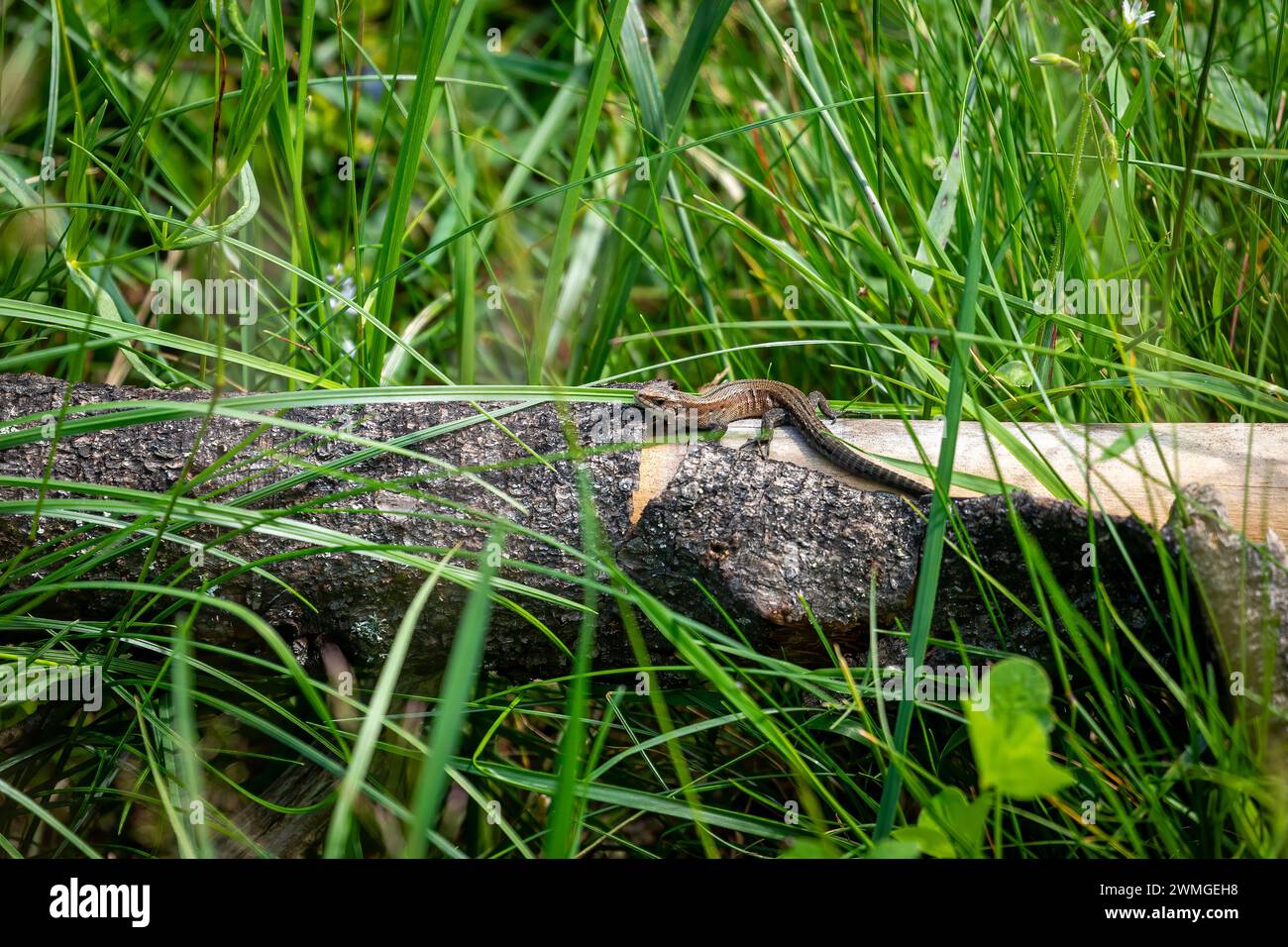 A common lizard is taking a sunbath Stock Photo