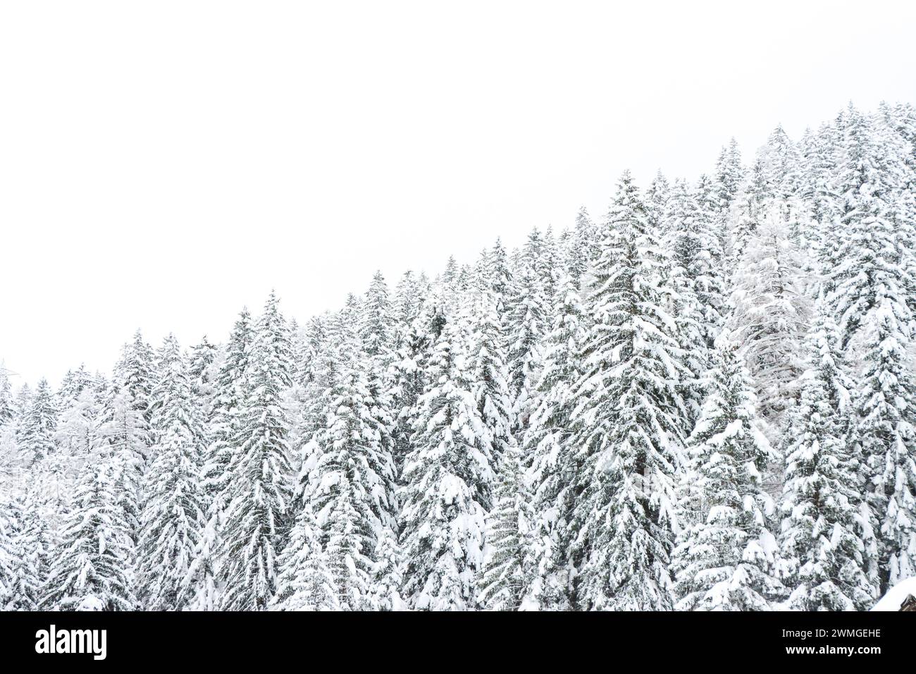 Verschneiter Tannenwald in den Bergen mit winterlichem Himmel im Hintergrund Stock Photo