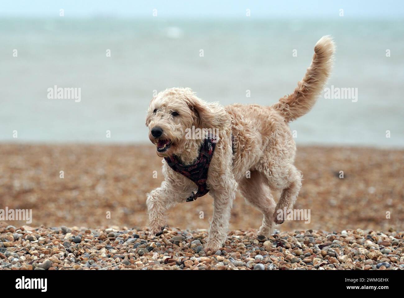 A dog enjoys the windy weather on Folkestone beach in Kent. Picture date: Monday February 26, 2024. Stock Photo