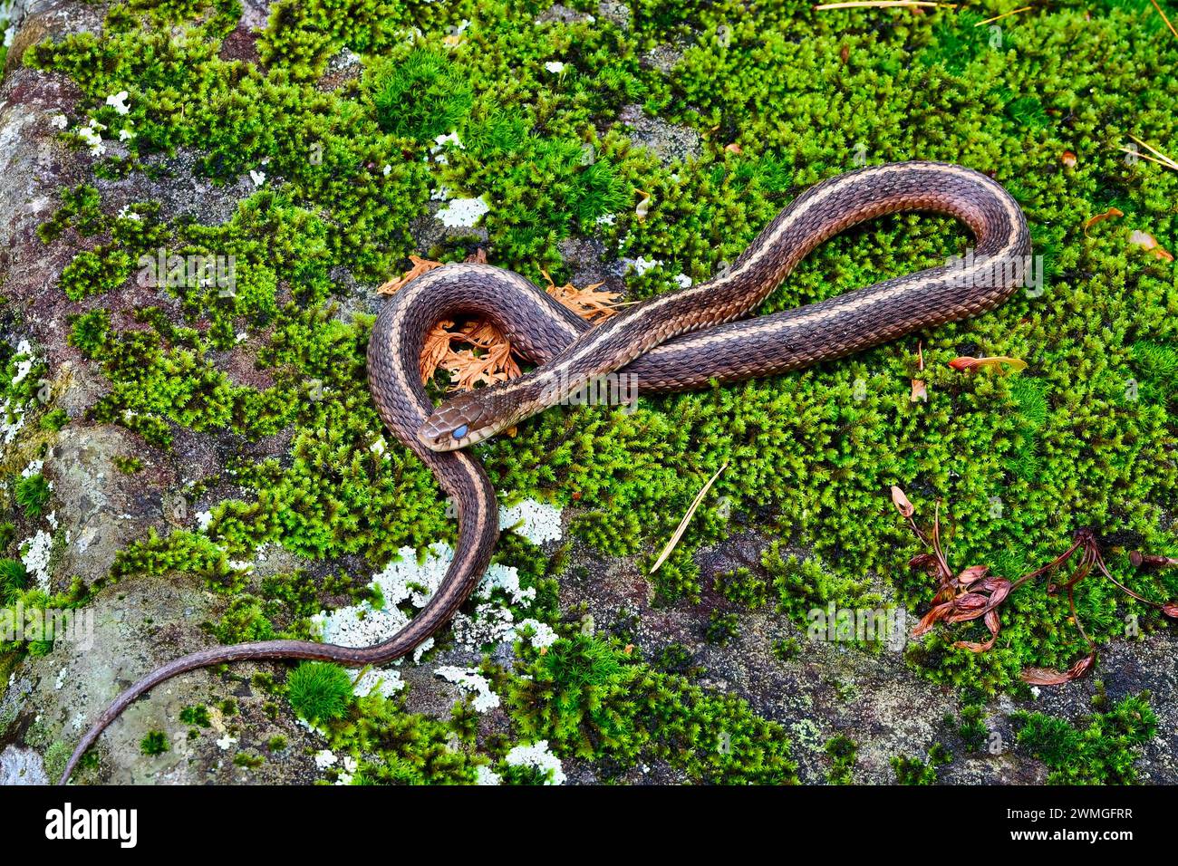 A Garter snake in the wild, on moss and leaves Stock Photo