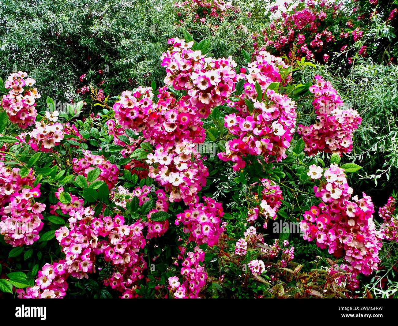 A Hybrid Musk 'Mozart' rose in bloom Stock Photo