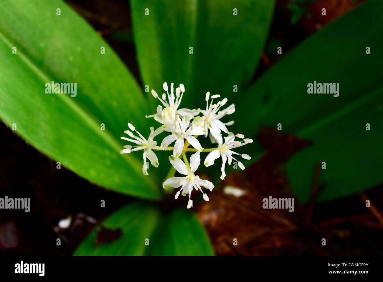 A close-up of a White Clintonia, speckled wood lily, native wildflower Stock Photo