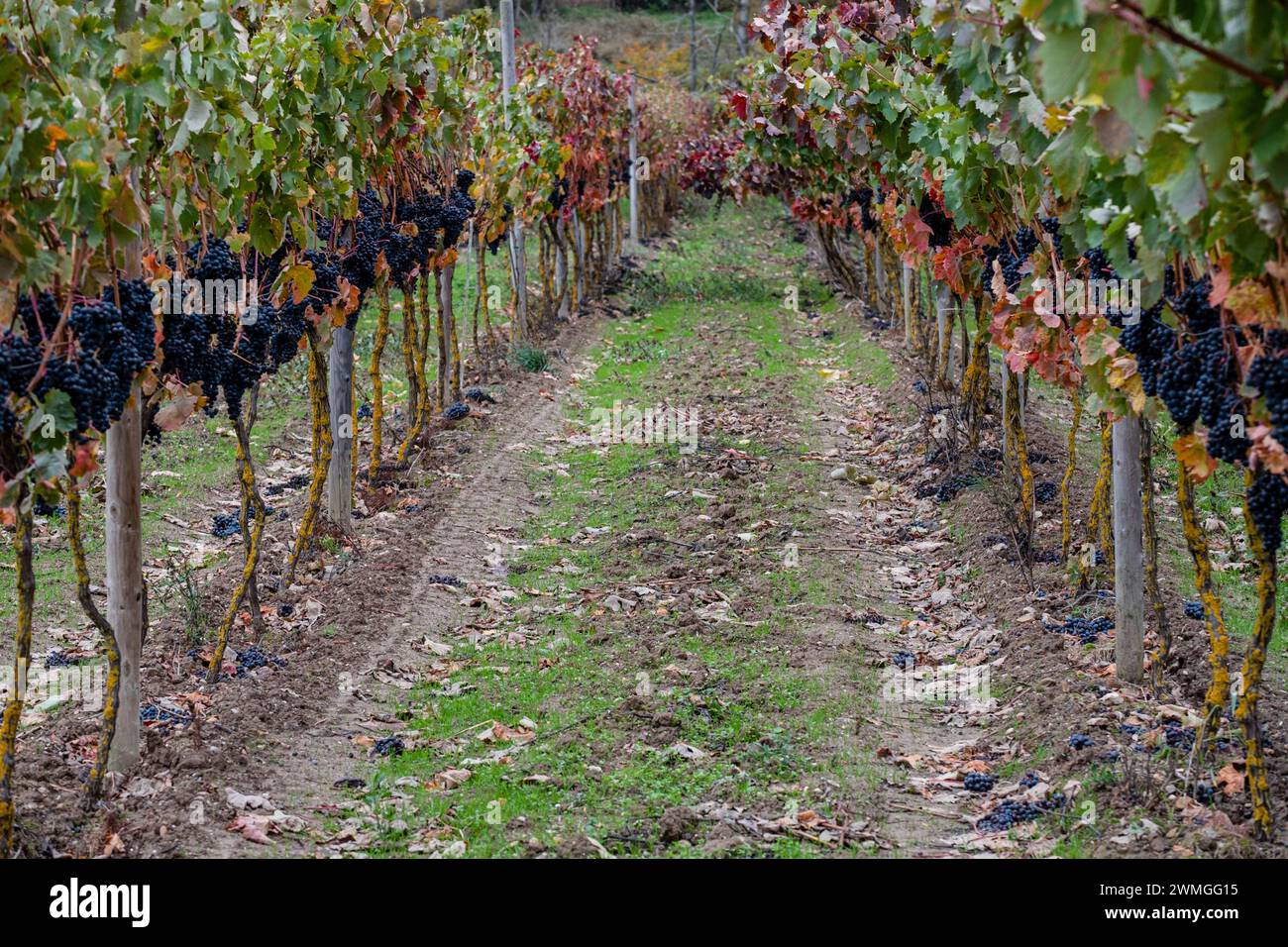 Autumnal vines near Cubillo de Ebro, Valderredible, Cantabria, Spain Stock Photo