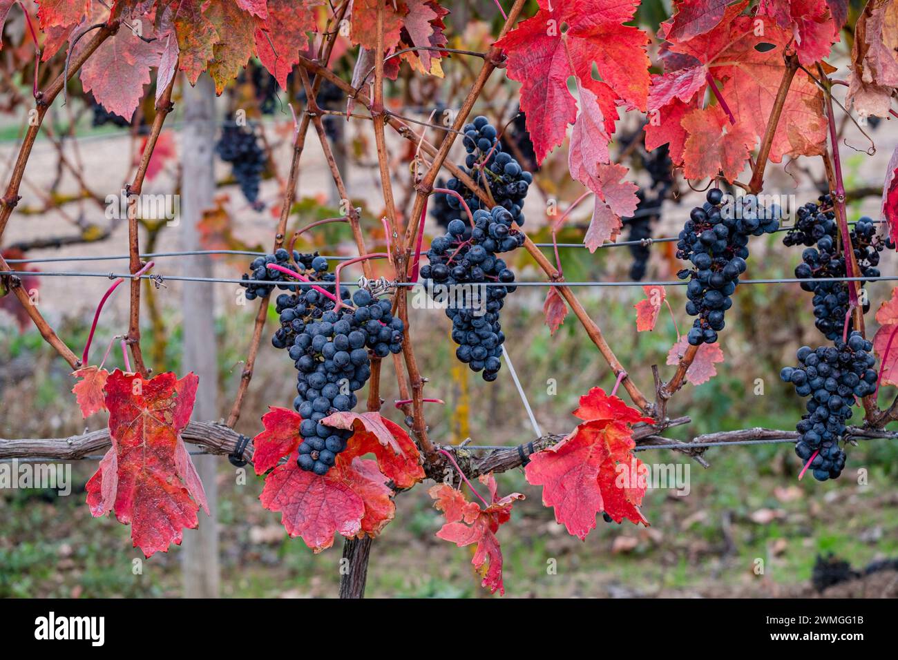Autumnal vines near Cubillo de Ebro, Valderredible, Cantabria, Spain Stock Photo