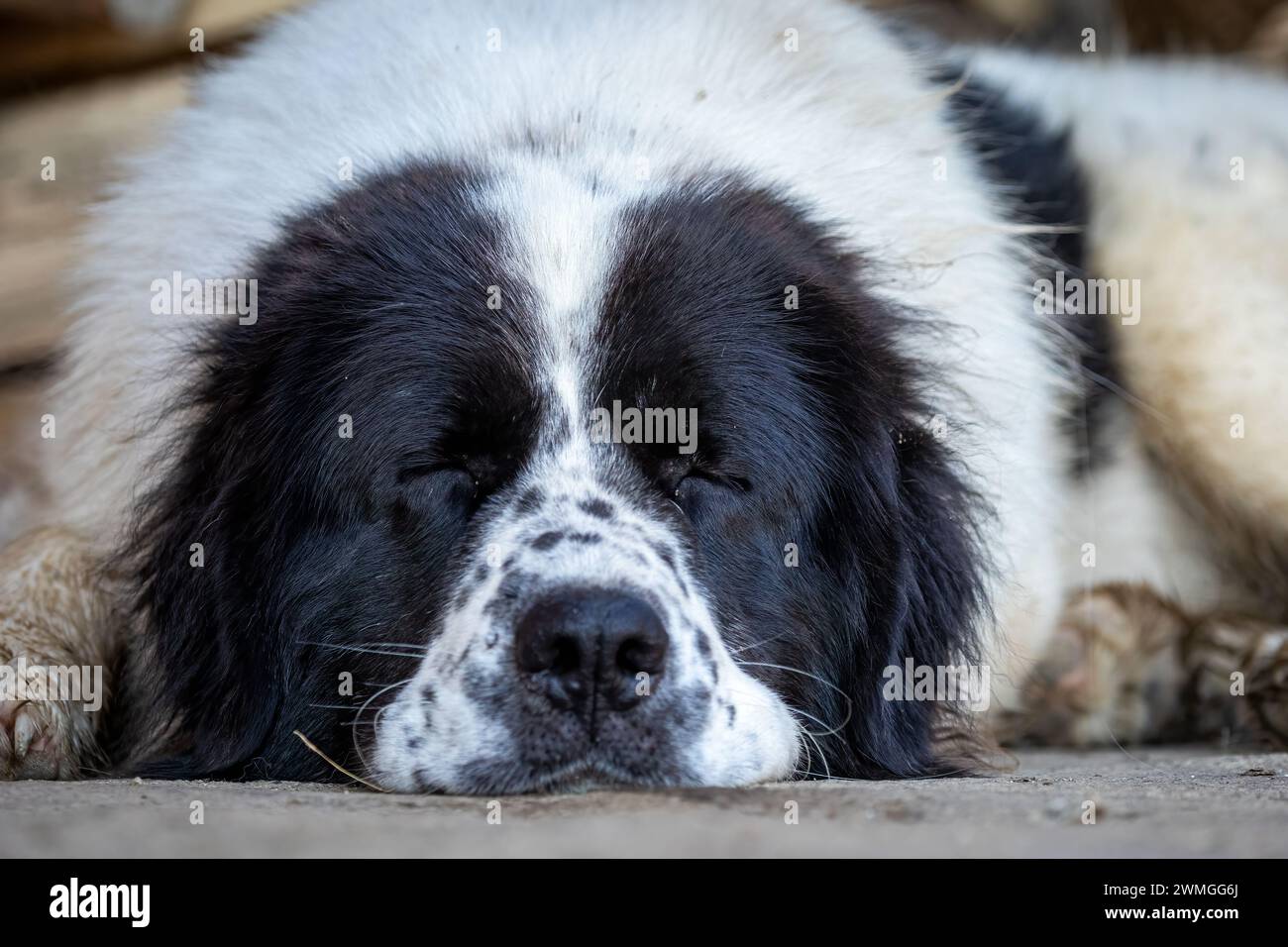 A Bukowina Shepherd  dog Stock Photo
