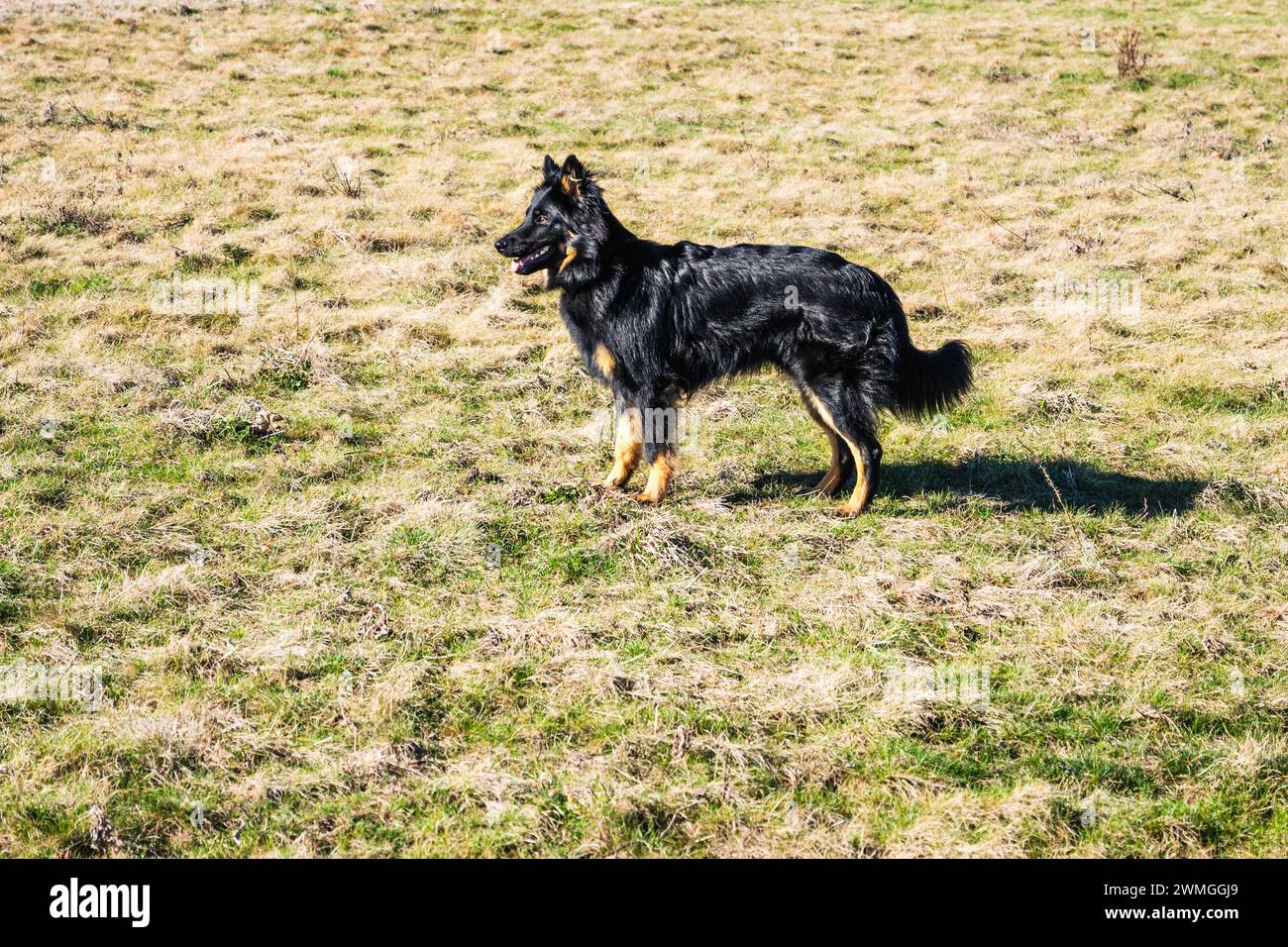 Young, 7 months old black dog, Bohemian shepherd stands on meadow. Bohemian shepherd is top national Czech republic breed. Stock Photo