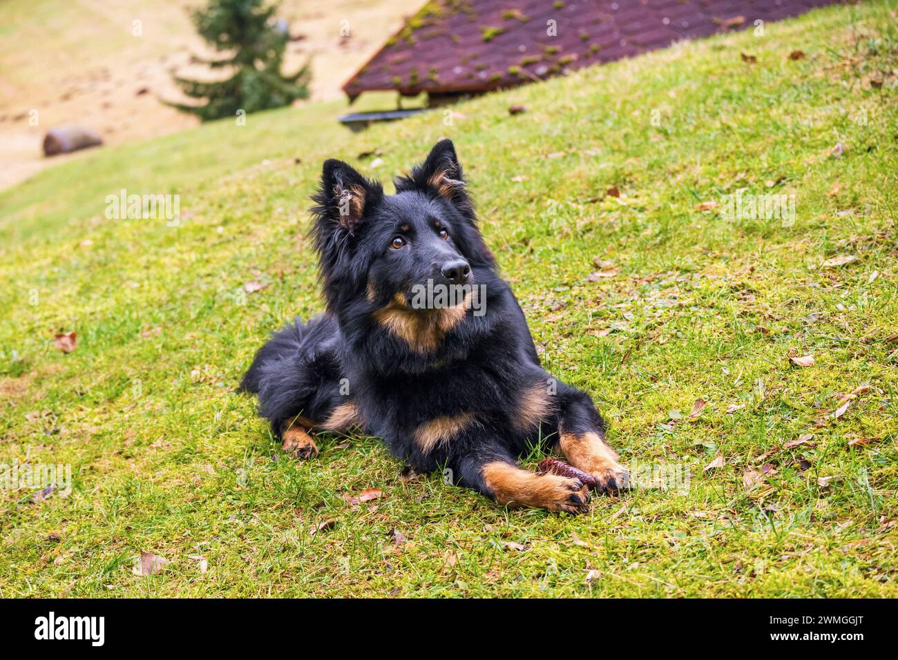 Portrait of black young dog (7 months old), very smart guard dog lies on meadow with cone. He observes and waits for command. Bohemian shepherd, Czech Stock Photo