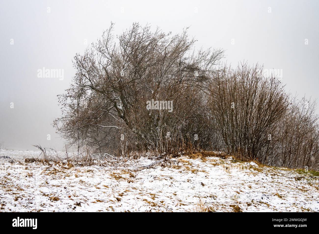 Lonely bare bush in mist on snowy mountain meadow after storm in winter. Stock Photo