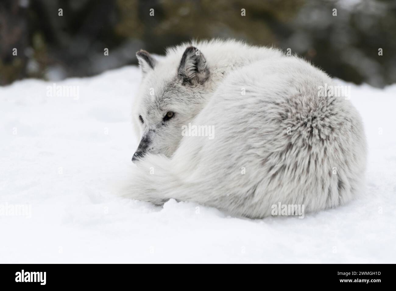 Gray Wolf ( Canis lupus) resting, lying in snow, rolled up, attentively watching, Montana, USA. Stock Photo