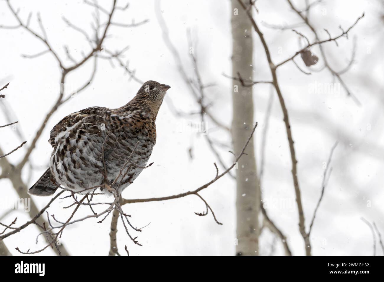 Ruffed Grouse ( Bonasa umbellus ) in winter, perched in a tree, sitting on a thin branch, searching for food, during light snowfall, Wyoming, USA. Stock Photo