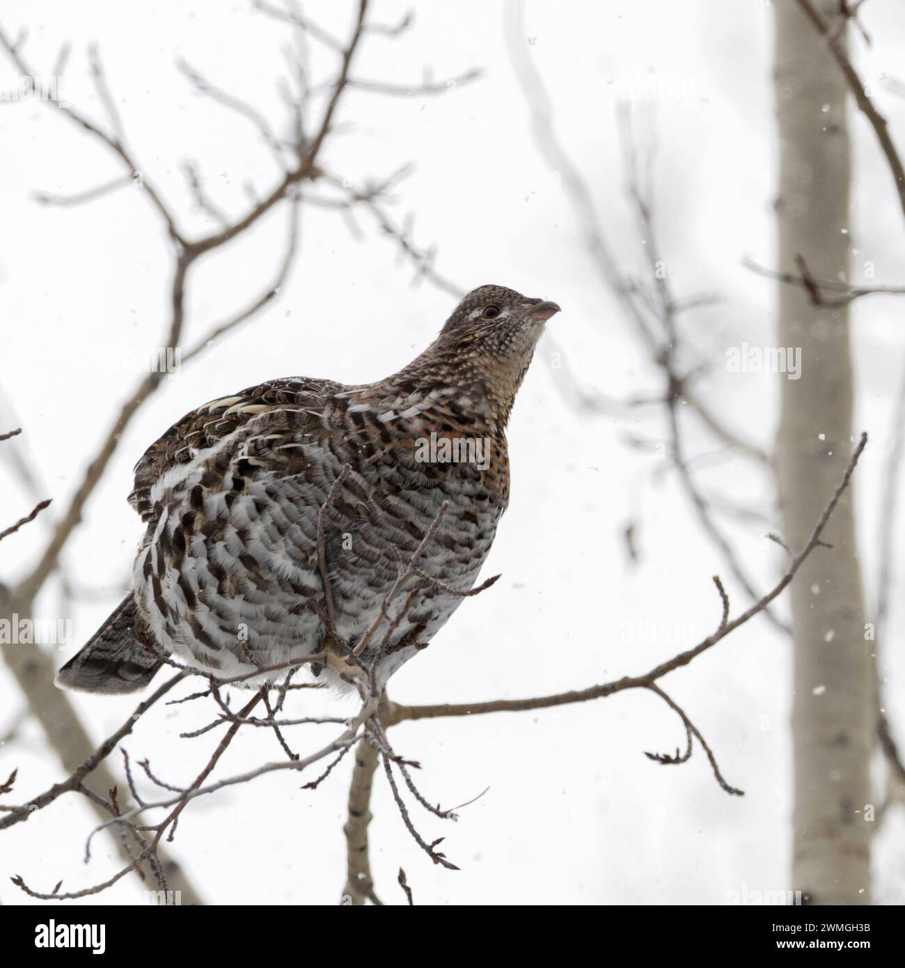 Ruffed Grouse ( Bonasa umbellus ) in winter, perched in a tree, sitting on a thin branch, searching for food, during light snowfall, Wyoming, USA. Stock Photo