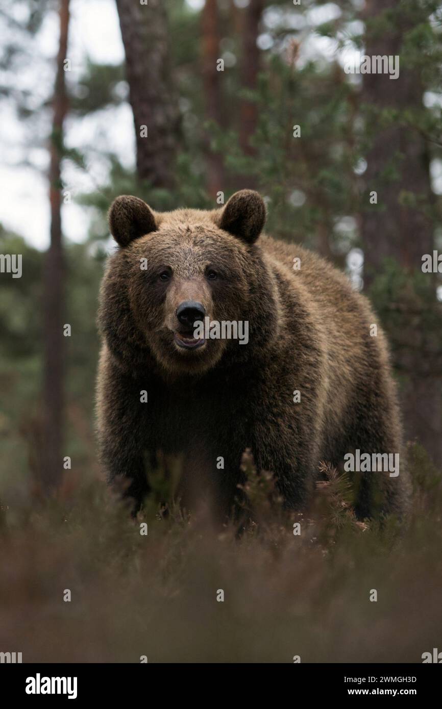 Eurasian Brown Bear ( Ursus arctos ) at the edge of a pine forest, dangerous encounter in the woods; frontal shot, eye contact, Europe. Stock Photo