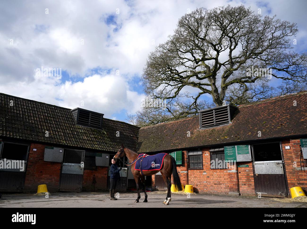 Horse Ginny's Destiny during a visit to Paul Nicholls' yard at Manor