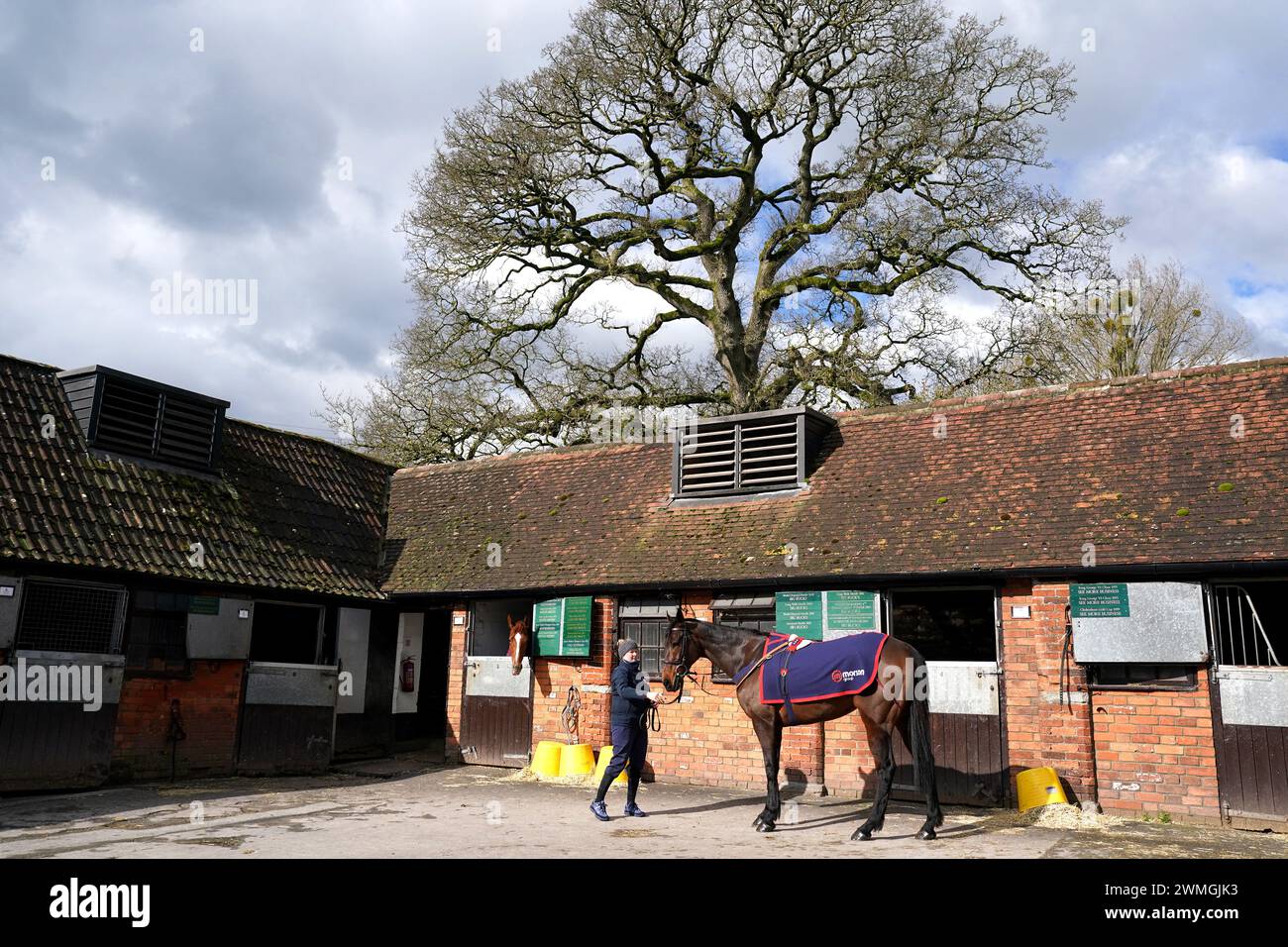 Horse Ginny's Destiny during a visit to Paul Nicholls' yard at Manor