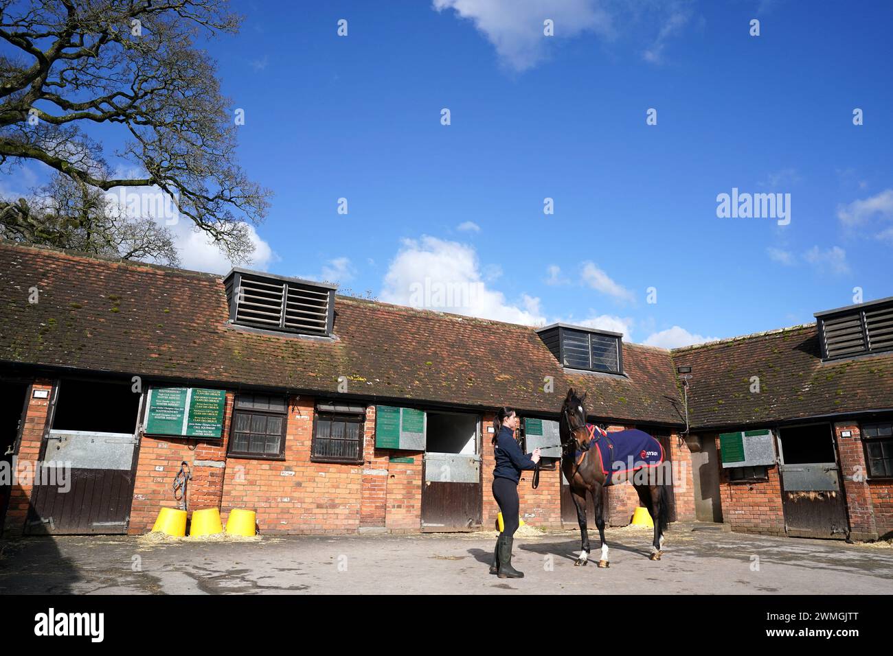 Horse Liari during a visit to Paul Nicholls' yard at Manor Farm Stables
