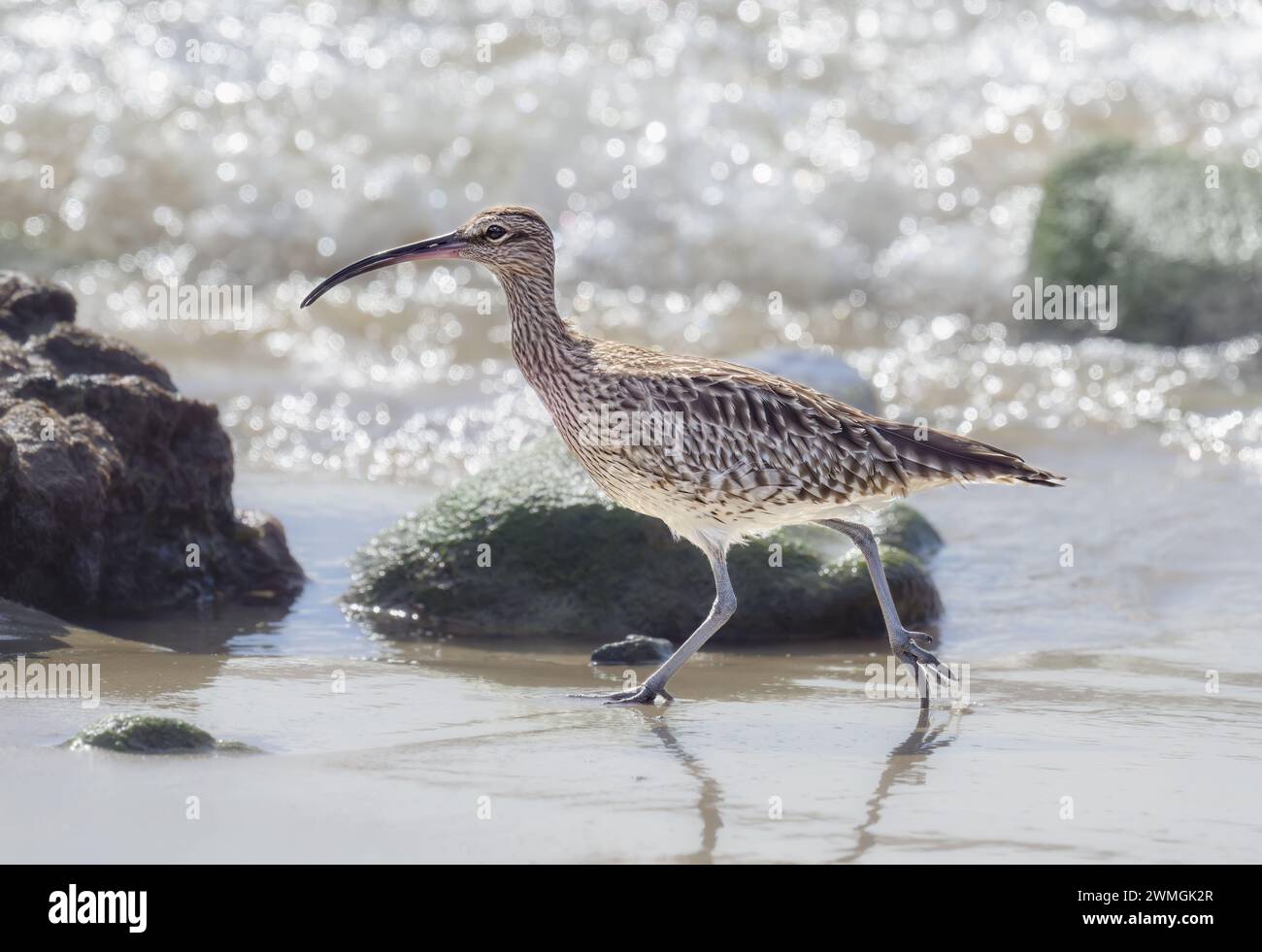 Eurasian whimbrel, Numenius phaeopus, looking for food striding along waterline of the beach, Fuerteventura, Canary Island, Spain Stock Photo