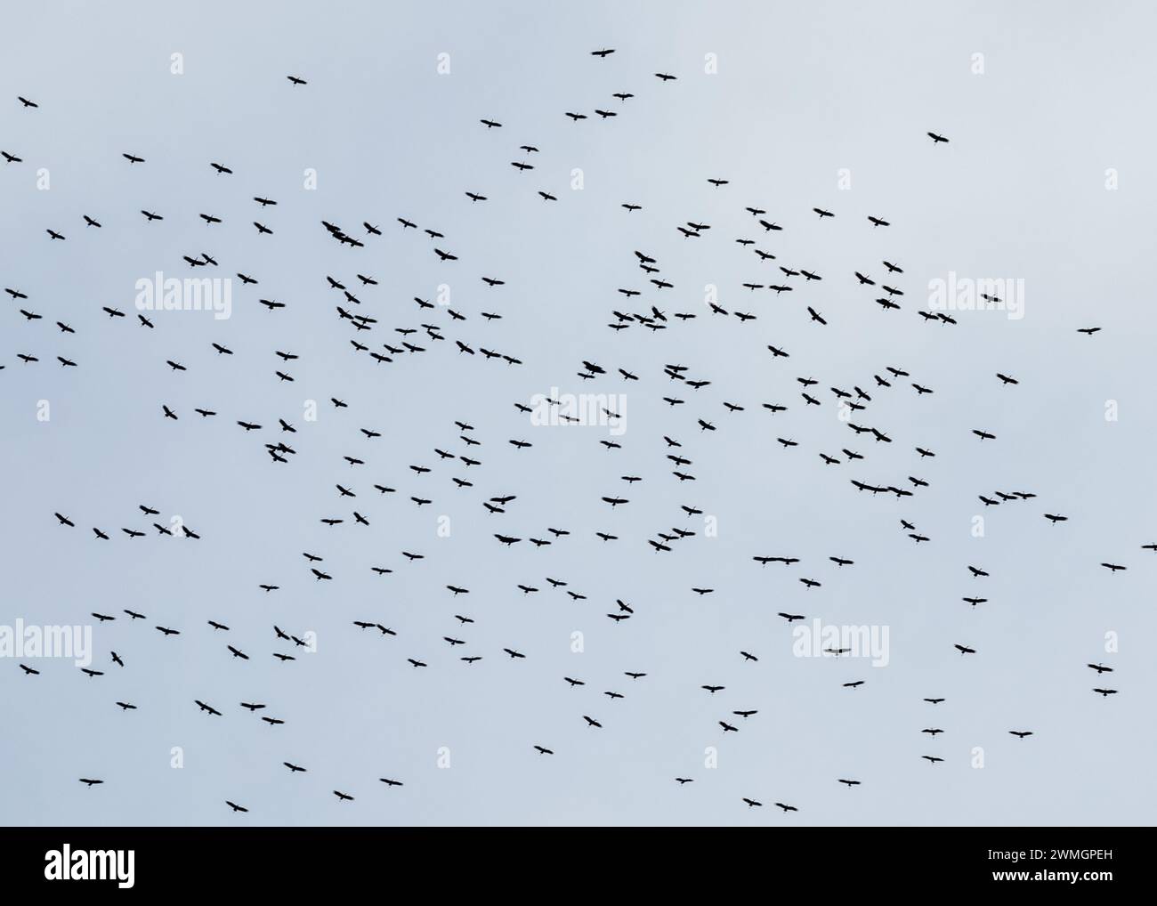 A large flock of African openbill storks (anastomus lamelligerus) fly over Mikumi National Park in southern Tanzania. Stock Photo