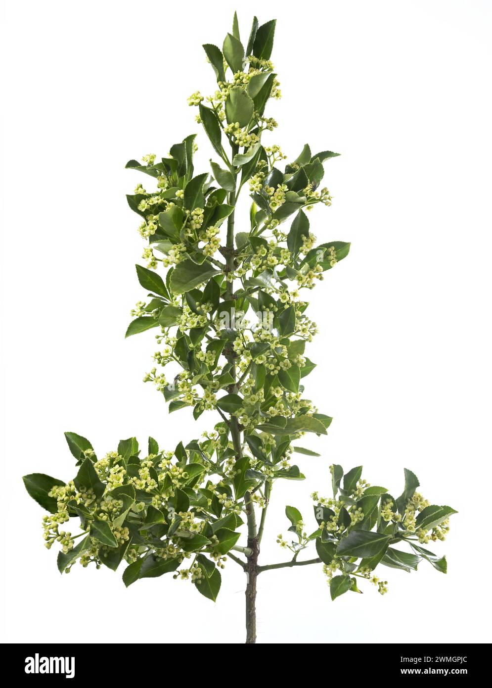 Euonymus carnosus, called the fleshy flowered spindletree, plant, studio shot, isolated on white background Stock Photo
