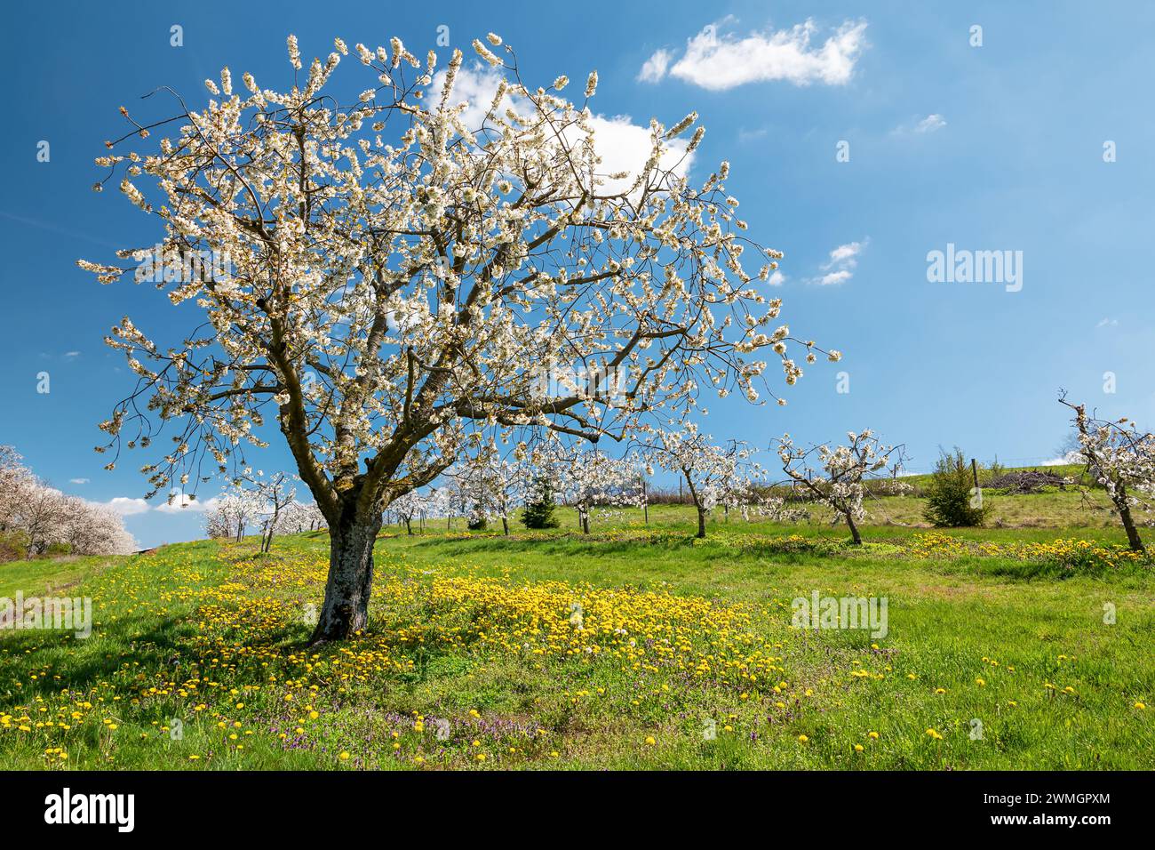 Cherry tree of a cherry orchard with wild meadow and blue sky Stock ...