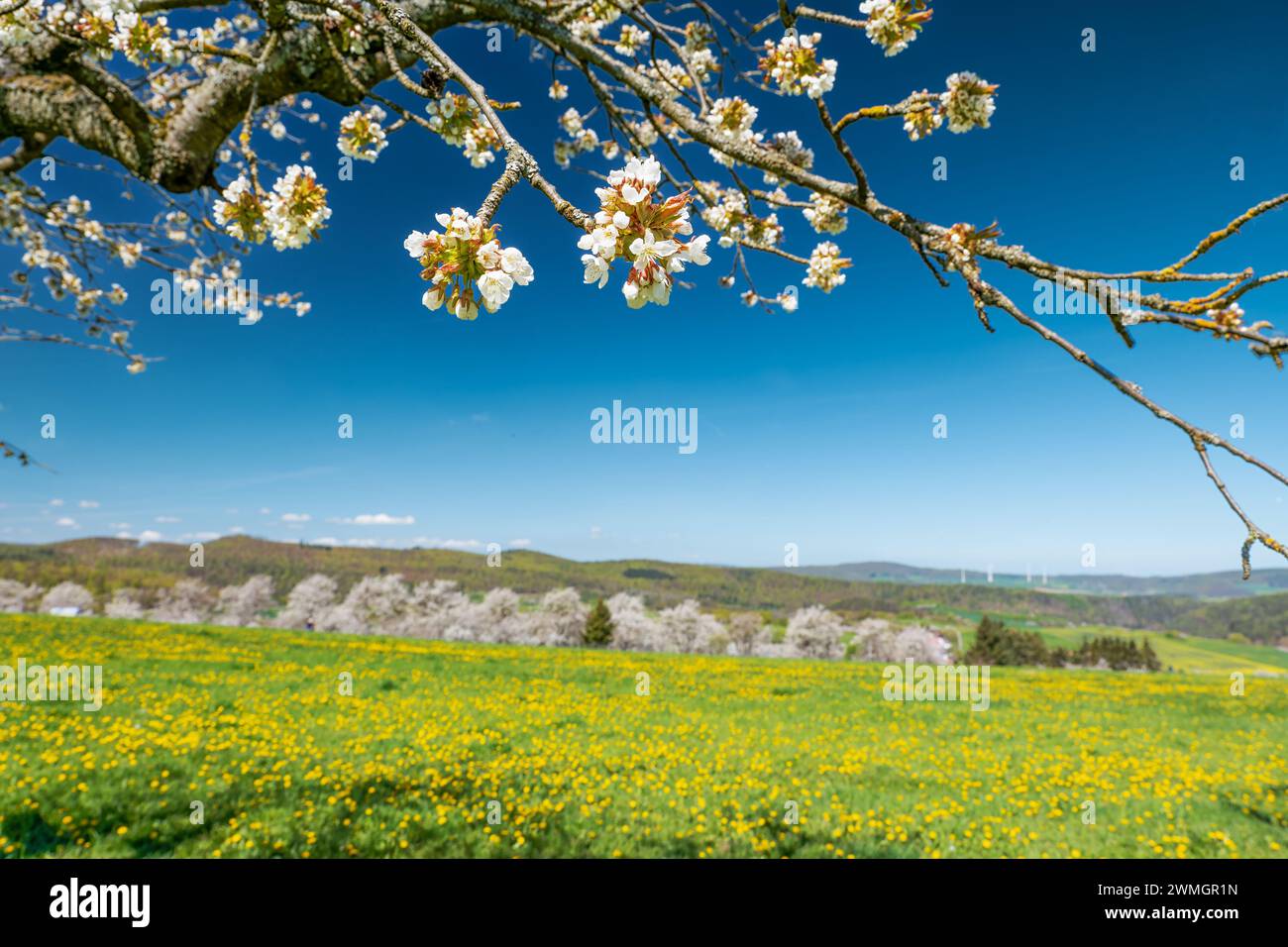 Close-up of a blossoming cherry tree branch with flowering cherry trees, dandelion meadow and blue sky in the background Stock Photo