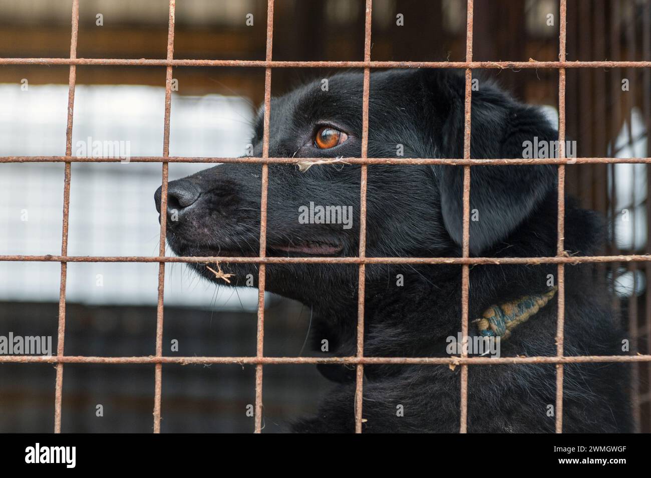 Dog in animal shelter waiting for adoption. Dog behind the fences