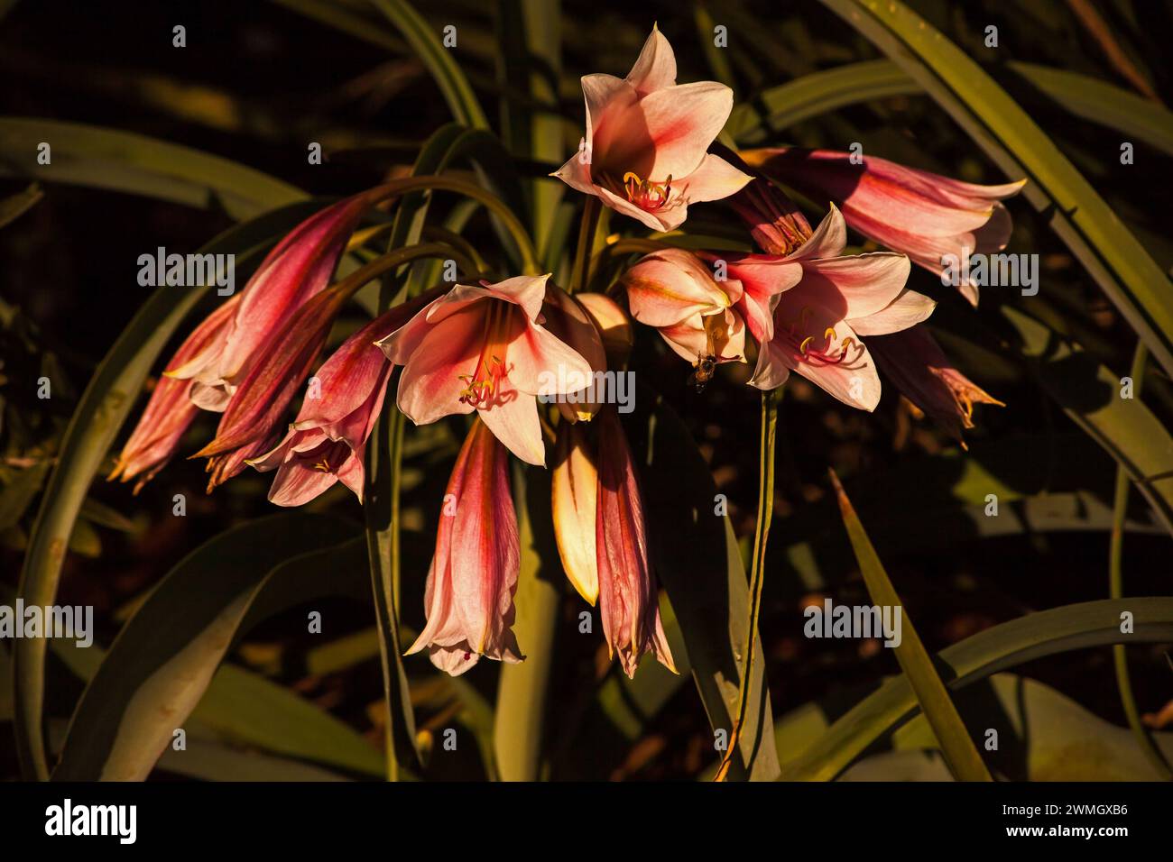 Orange River lily Crinum bulbispermum 16091 Stock Photo