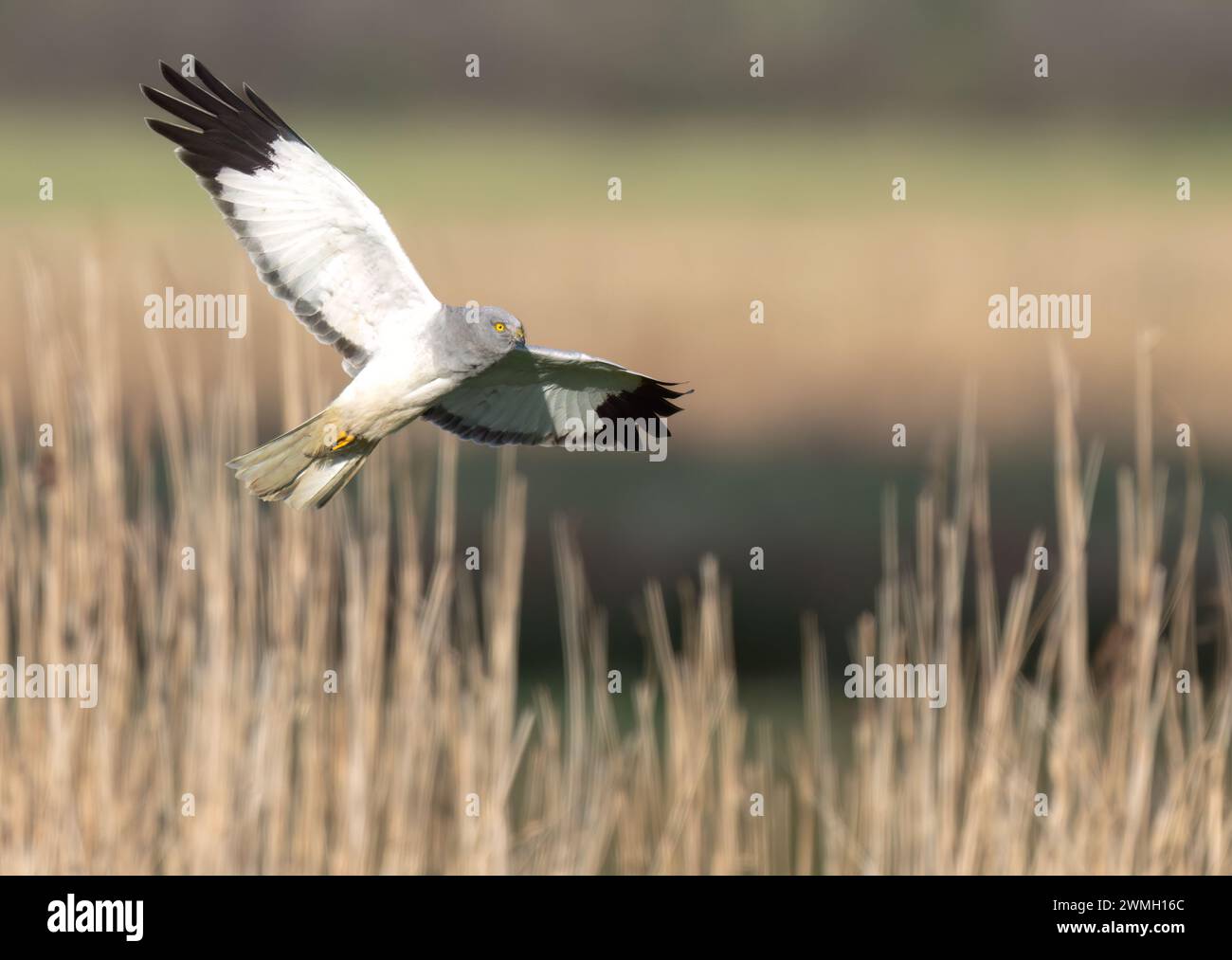 Male Hen Harrier (Circus cyaneus) quartering low over Norfolk marshland Stock Photo