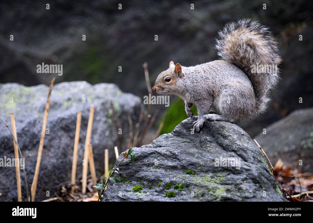 Red squirrel 2024 hi-res stock photography and images - Alamy