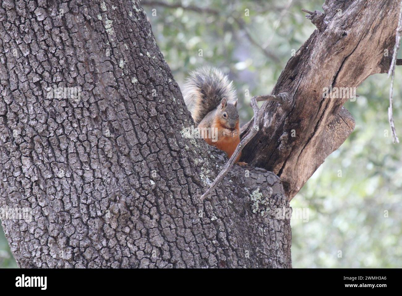 A Chihuahua Red Fox Squirrel perched in a tree gazing downward Stock Photo