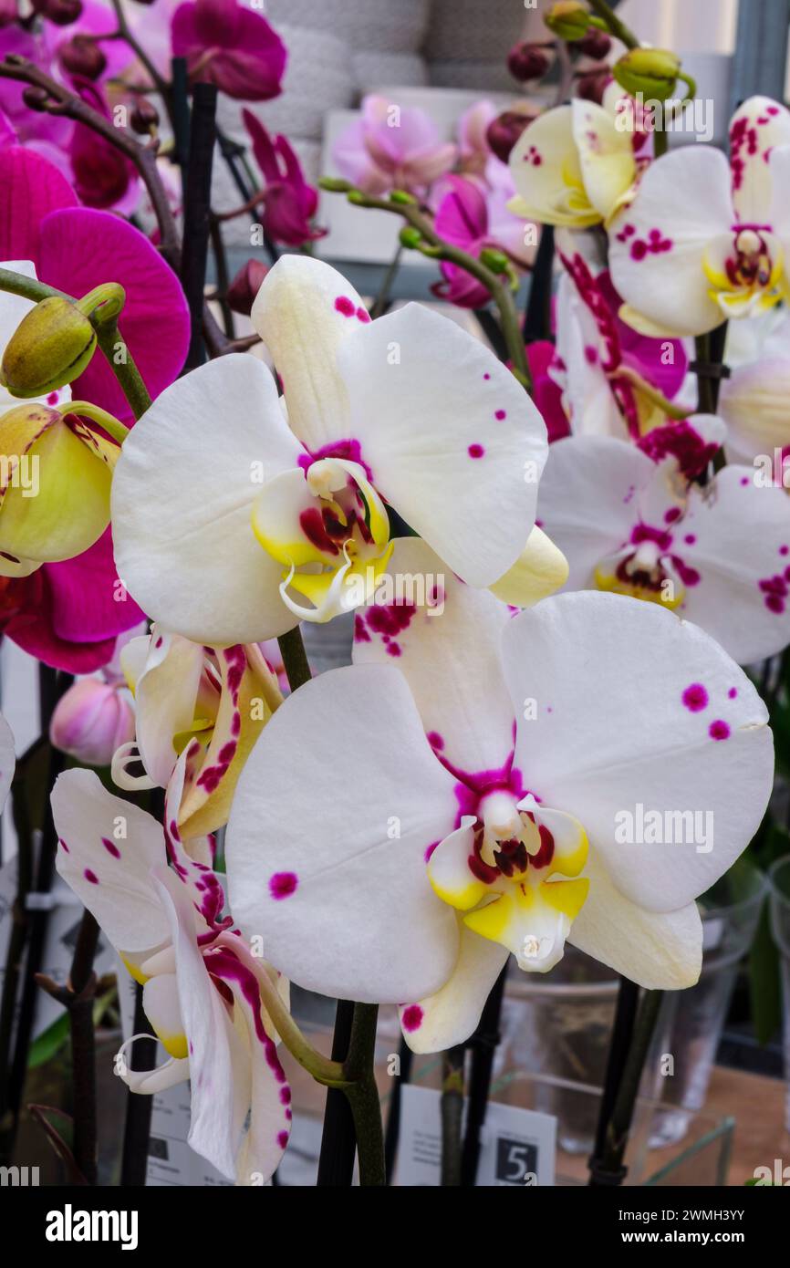 White orchid, Phalaenopsis, Mallorca, Balearic Islands, Spain Stock Photo